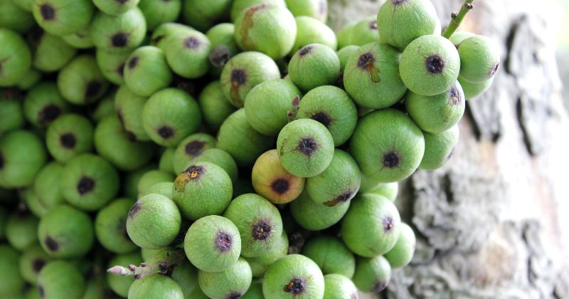 Hàm lượng vitamin C trong quả sung có tác dụng kháng viêm (Ảnh: Sưu tầm Internet)