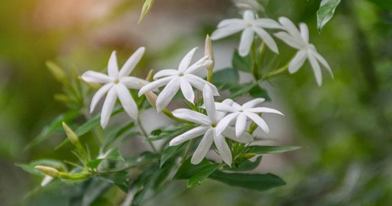 Bà đẻ uống nước chè vằng có tác dụng lợi sữa (Ảnh: Sưu tầm Internet)