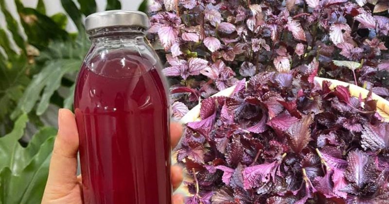 Trong lá tía tô chứa nhiều vitamin, tinh dầu tốt cho sức khỏe (Ảnh: Sưu tầm Internet)