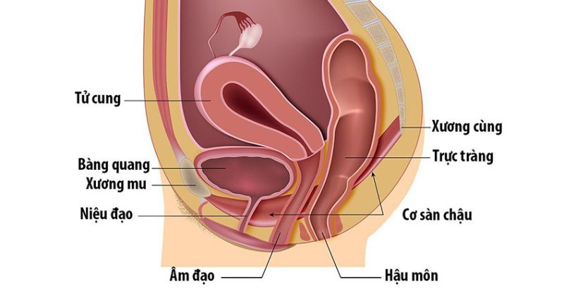 Hướng dẫn cách xác định vùng cơ sàn chậu (Ảnh: Sưu tầm Internet)