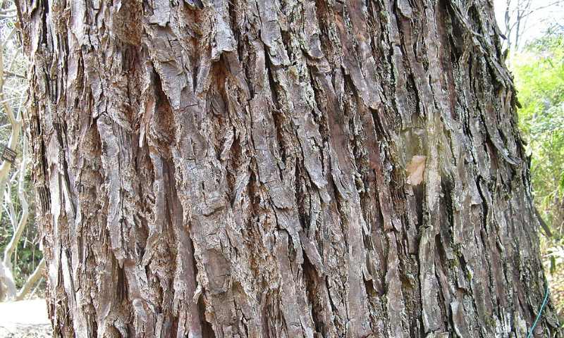 Sử dụng vỏ xoan chữa bỏng khi trẻ bị bỏng cấp độ 2 (Nguồn: Sưu tầm internet)