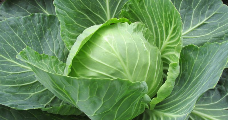 Đắp lá bắp cải giúp trị mất sữa hữu hiệu. (Ảnh: Sưu tầm Internet)