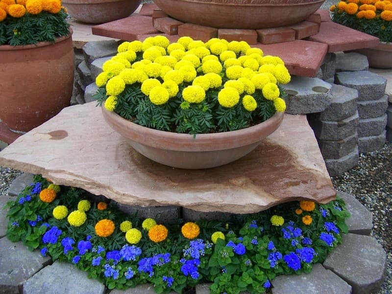 Cúc vạn thọ. (Ảnh: Sưu tầm Internet)