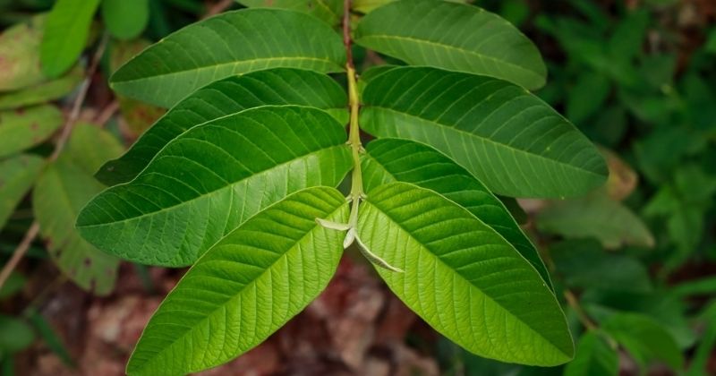 Lá ổi có chứa nhiều tinh chất tốt cho tóc, hỗ trợ trị rụng tóc, cải thiện mái tóc hư tổn hiệu quả ( Ảnh: Sưu tầm Internet)