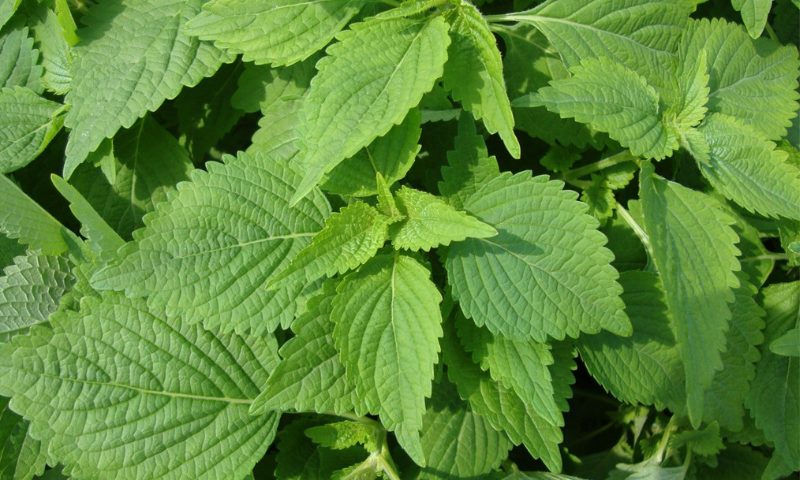 Sử dụng lá kinh giới trong bài thuốc dân gian giúp trị cảm hiệu quả cho bé trên 9 tháng tuổi (Nguồn: Sưu tầm internet)