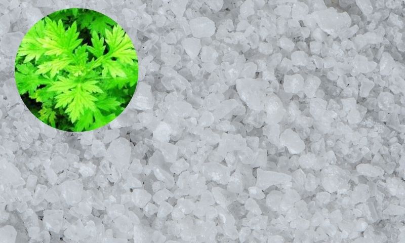 Muối và ngải cứu giúp đánh tan mỡ bụng.(Nguồn: Ảnh Internet)