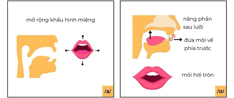 Khẩu hình miệng khi phát âm /aʊ/. (ảnh: Sưu tầm internet)