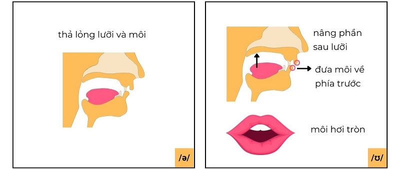 Khẩu hình miệng khi phát âm /əʊ/. (Ảnh: Sưu tầm internet)
