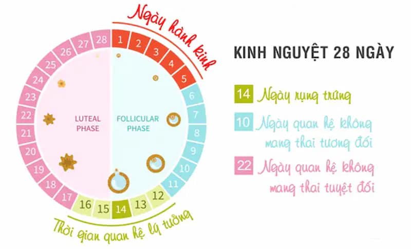 Thời điểm nào dễ thụ thai nhất. (Ảnh: Internet)