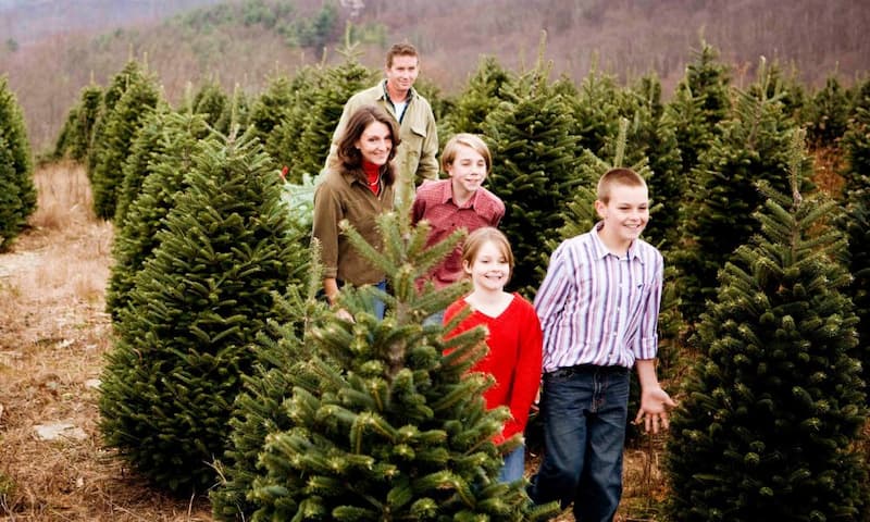 Tìm hiểu về cây thông noel. (Ảnh: Internet)