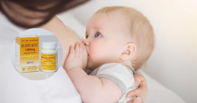 Cho con bú uống Berberine tăng nguy cơ vàng da. (Ảnh: Sưu tầm Internet)