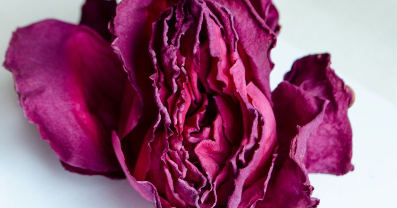 Khô âm đạo sau sinh gây ra nhiều ảnh hưởng đến chị em phụ nữ (Ảnh: Sưu tầm Internet)