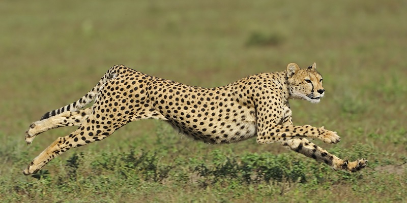 Báo là loại động vật hoang dã trong tự nhiên. (Ảnh: Sưu tầm internet)