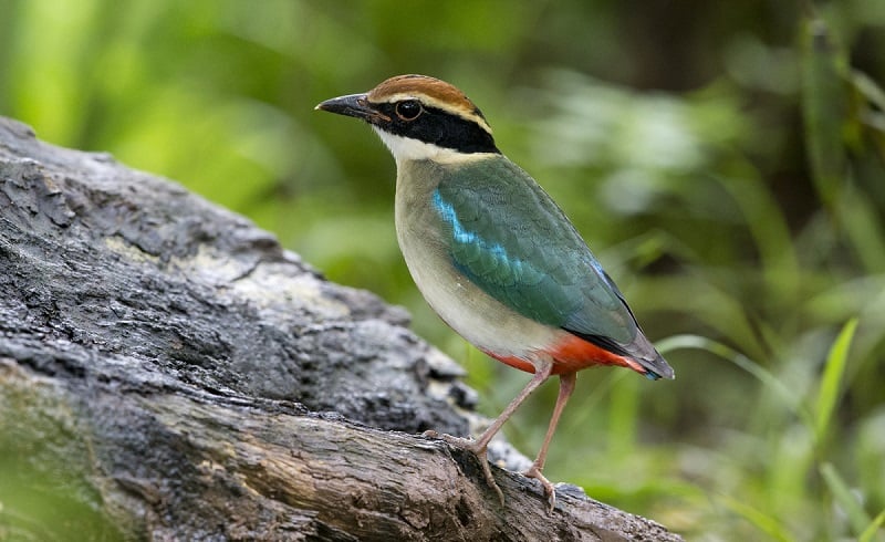 Chim là loài động vật phổ biến trong tự nhiên. (Ảnh: Sưu tầm internet)