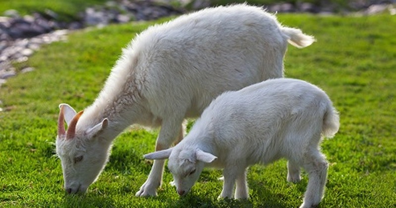 Hình ảnh con dê khá quen thuộc trong đời sống. (Ảnh: Sưu tầm internet)