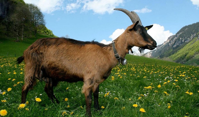 Cần sử dụng các từ vựng về chủ đề con dê trong tiếng Anh đúng ngữ cảnh. (Ảnh: Sưu tầm internet)