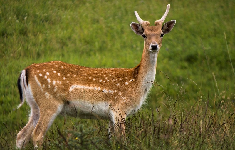 Con nai là động vật quen thuộc trong tự nhiên. (Ảnh: Sưu tầm internet)