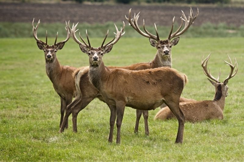 Cần sử dụng từ vựng về con nai trong tiếng Anh phù hợp với ngữ cảnh. (Ảnh: Sưu tầm internet)