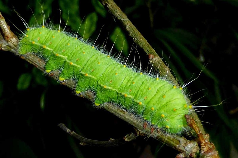 Con sâu là loại động vật nhỏ không xương phổ biến hiện nay. (Ảnh: sưu tầm internet)