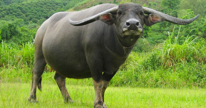 Hình ảnh con trâu khá quen thuộc với nền văn hoá ở Việt Nam. (Ảnh: Sưu tầm internet)