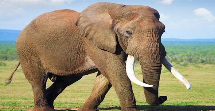 Có nhiều thành ngữ hay liên quan đến loài voi trong tiếng Anh. (Ảnh: Sưu tầm internet)
