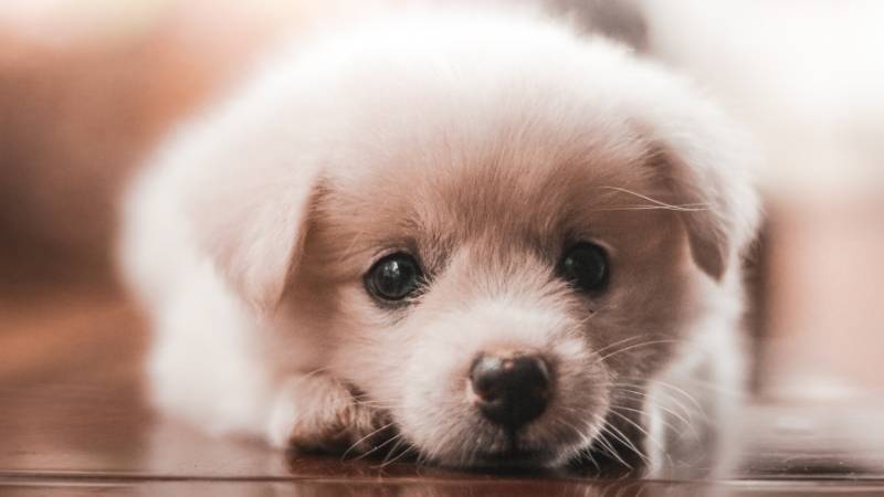 Đặt thương hiệu "puppy" mang đến chó con cái đáng yêu và dễ thương. (Ảnh: Canva)