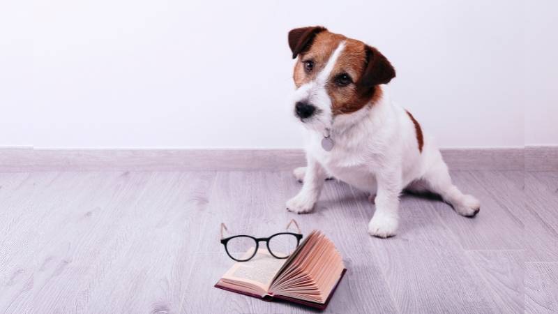 Đặt thương hiệu "Smarty" mang đến chú chó mưu trí. (Ảnh: Canva)