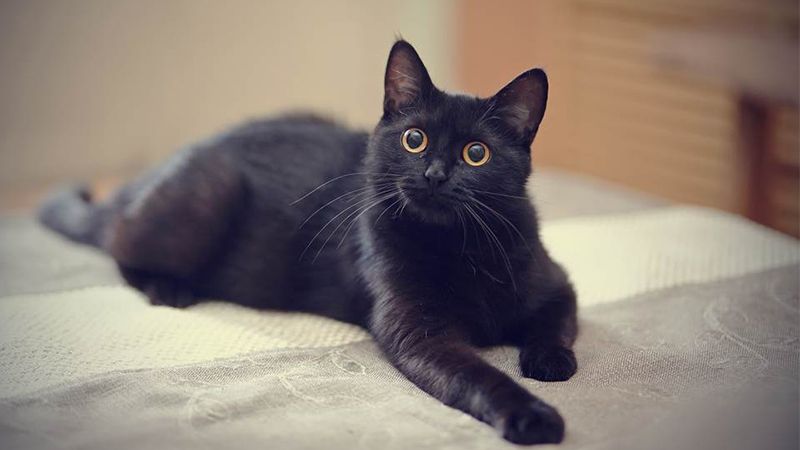 Đặt tên tiếng Anh cho những chú mèo đen. (Ảnh: Sưu tầm Internet)