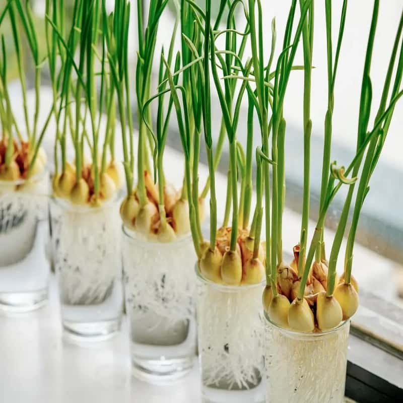 Cách trồng tỏi đơn giản. (Ảnh: Sưu tầm Internet)