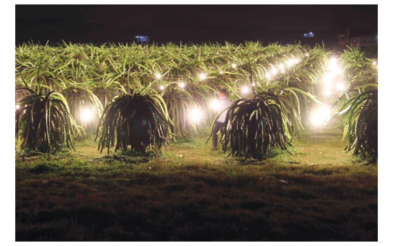 Điện năng cung cấp ánh sáng cho các loại nông sản. (Ảnh: Sưu tầm Internet)