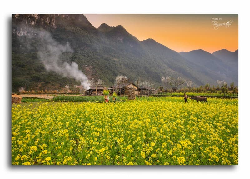 Luống hoa cải vàng ở Mèo Vạc - Hà Giang. (Ảnh: vn.express.net)