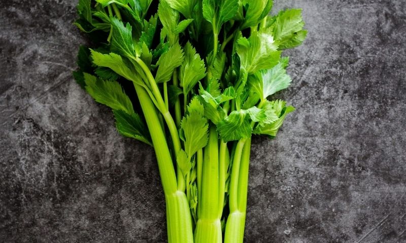 Cần tây giàu dinh dưỡng và hỗ trợ giảm cân hiệu quả. (Ảnh: Nguồn Internet)