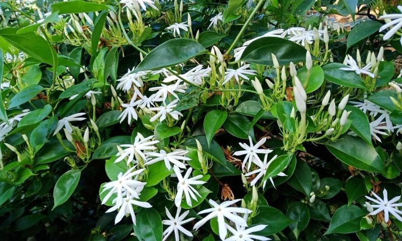Chè vằng là loại cây đặc biệt có ở Việt Nam. (Ảnh: Nguồn Internet)