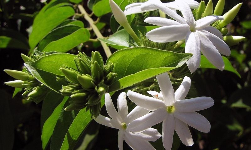 Cây chè vằng. (Ảnh: Nguồn Internet)