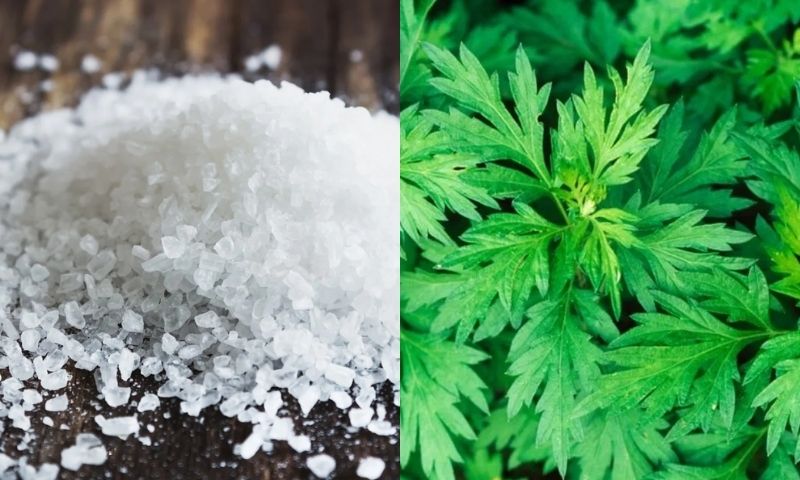 Kết hợp muối cùng ngải cứu giúp cơ thể thư giãn. (Ảnh: Nguồn Internet)