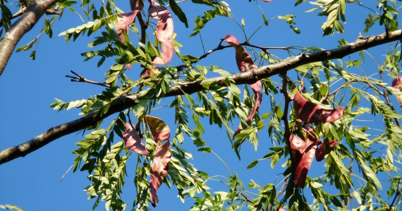 Gội đầu cho mẹ sau sinh bằng bồ kết (Ảnh: Sưu tầm Internet)