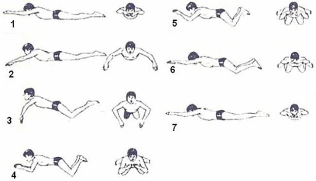 Việc học thêm các kỹ năng nâng cao khi học bơi ếch rất cần thiết. (ảnh: Sưu tầm internet)