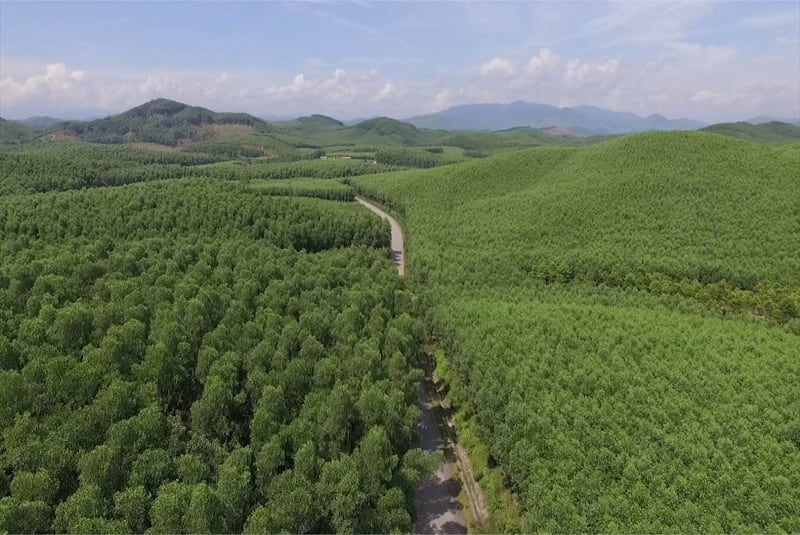 Bảo vệ rừng là đảm bảo an toàn không gian trong sạch. (Ảnh: Baothuathienhue.vn)