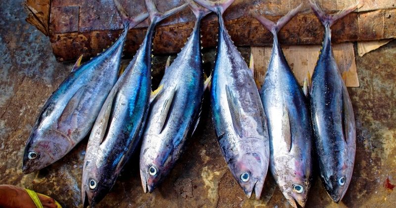 Các thực phẩm có tính hàn không tốt cho mẹ sau khi sinh (Ảnh: Sưu tầm Internet)