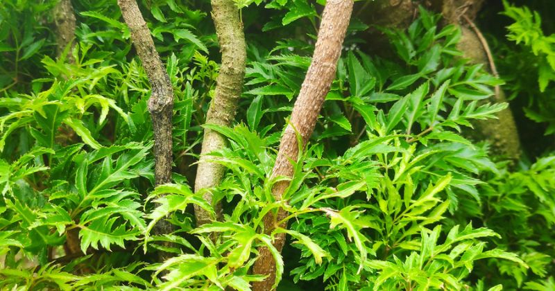 Uống nước lá đinh lăng giúp lợi sữa và chữa tắc tia hiệu quả.(Ảnh: Sưu tầm Internet)