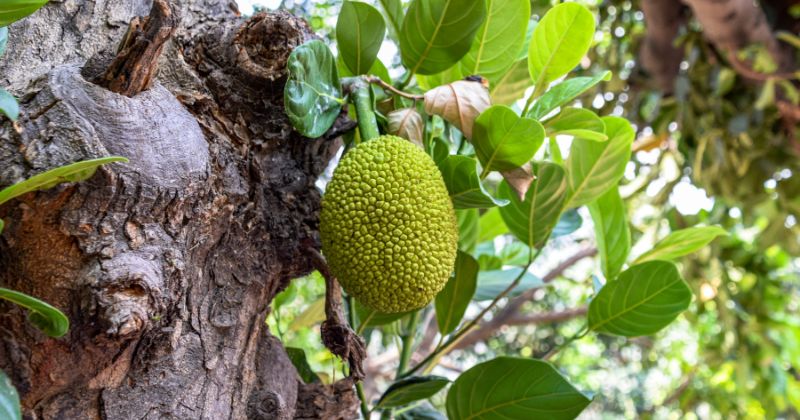 Đắp lá mít có công dụng chữa tắc tia sữa rất tốt. (Ảnh: Sưu tầm Internet)