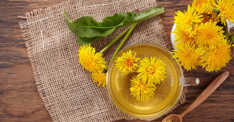 Uống nước lá bồ công anh khô. (Ảnh: Sưu tầm Internet)