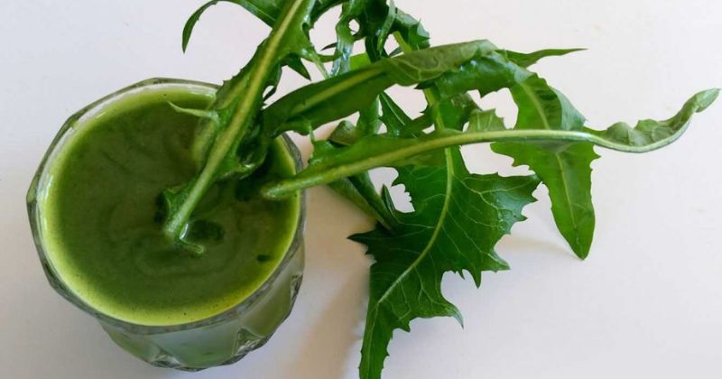 Sử dụng lá bồ công anh tươi để chữa tắc tia sữa sau sinh. (Ảnh: Sưu tầm Internet)