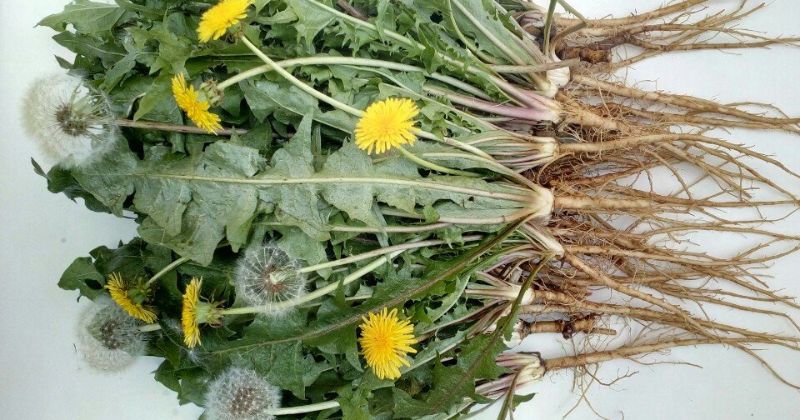 Lá bồ công anh có nhiều công dụng tuyệt vời. (Ảnh: Sưu tầm Internet)