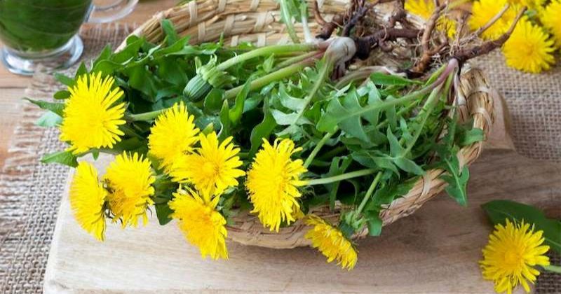 Những sai lầm khi chữa tắc tia sữa bằng lá bồ công anh. (Ảnh: Sưu tầm Internet)