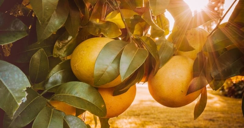 Lá bưởi và vỏ bưởi chứa nhiều tinh dầu tốt cho sức khỏe (Ảnh: Sưu tầm Internet)