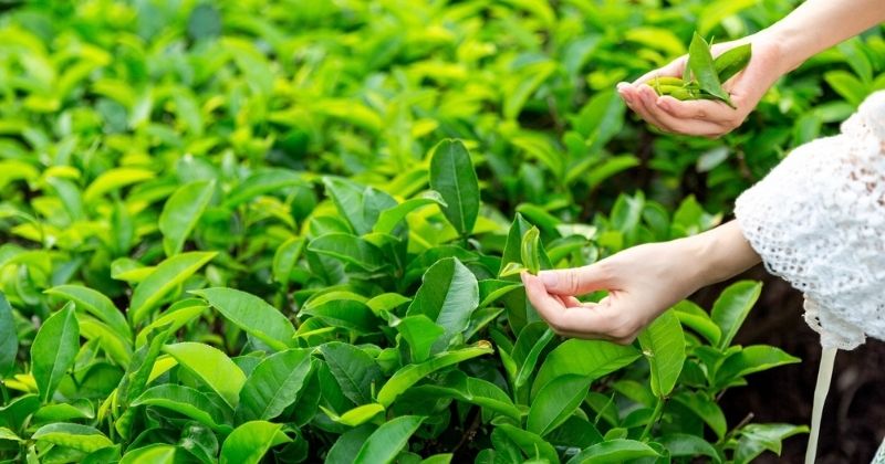 Lá chè xanh có tác dụng chống oxy hóa cực tốt (Ảnh: Sưu tầm Internet)