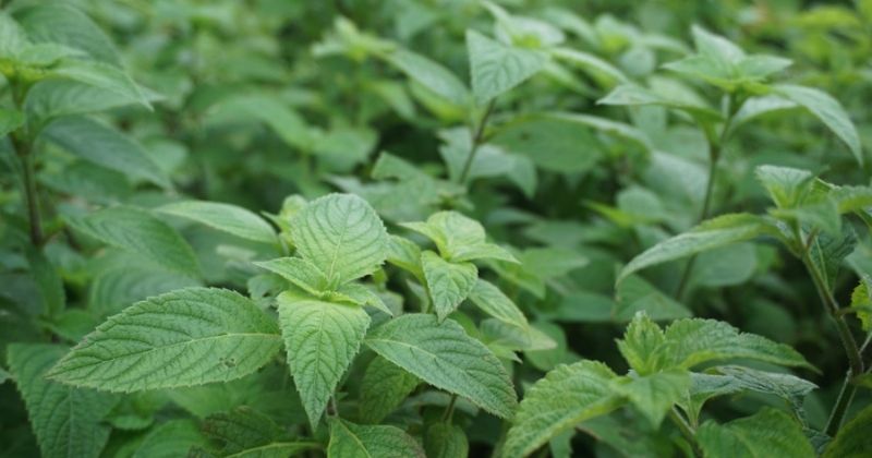 Lá kinh giới có tính kháng khuẩn cực kỳ tốt (Ảnh: Sưu tầm Internet)