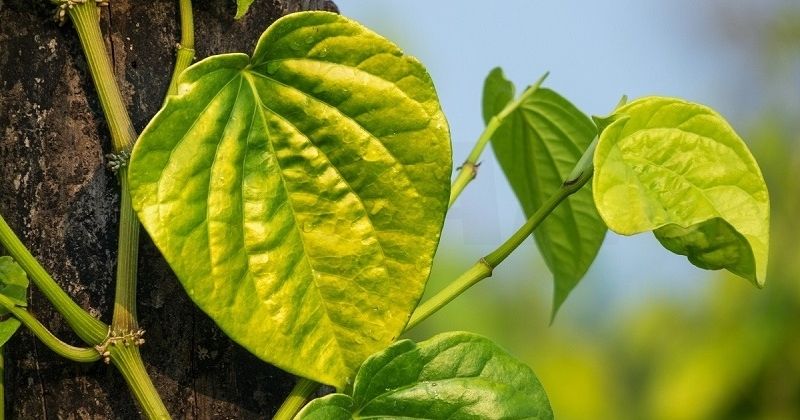 Lá trầu không kháng viêm, trị nấm cực tốt (Ảnh: Sưu tầm Internet)