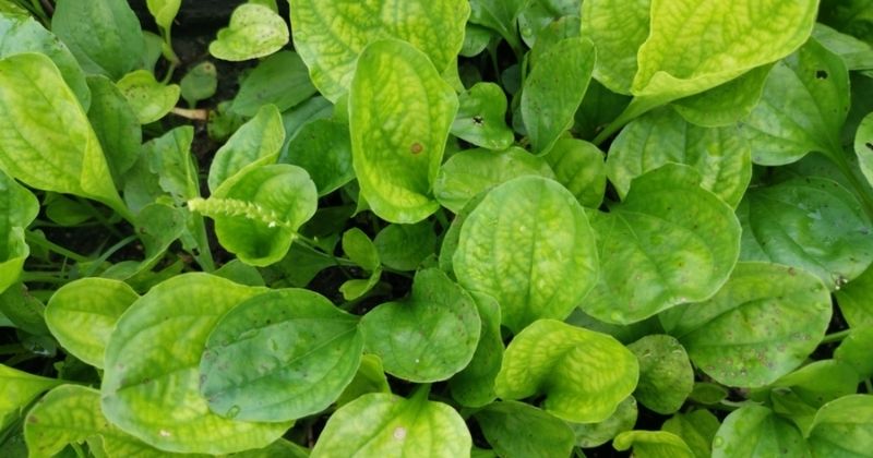 Lá mã đề giúp tái tạo tế bào trong da (Ảnh: Sưu tầm Internet)